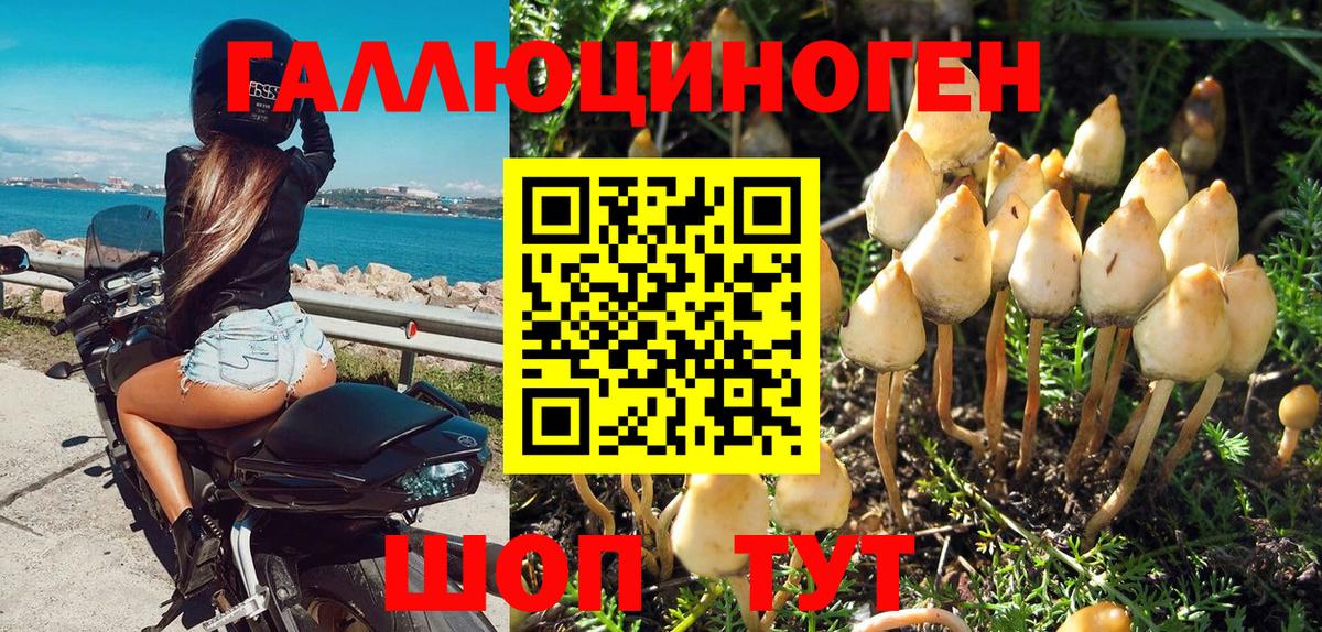 Псилоцибиновые грибы Psilocybe Лабинск